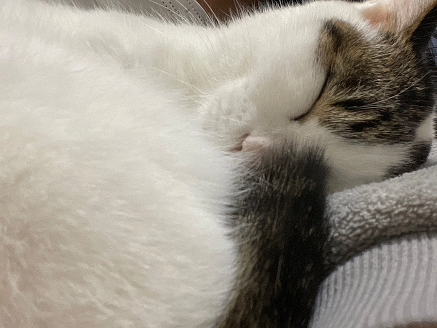 保護猫兄弟のそらちゃん悪性腫瘍手術の為のクラウドファンディングプロジェクト目標達成！