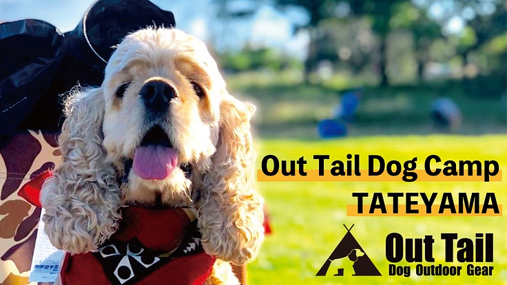 わんことキャンプ！館山市の農地で犬と人の楽園を作りたい！