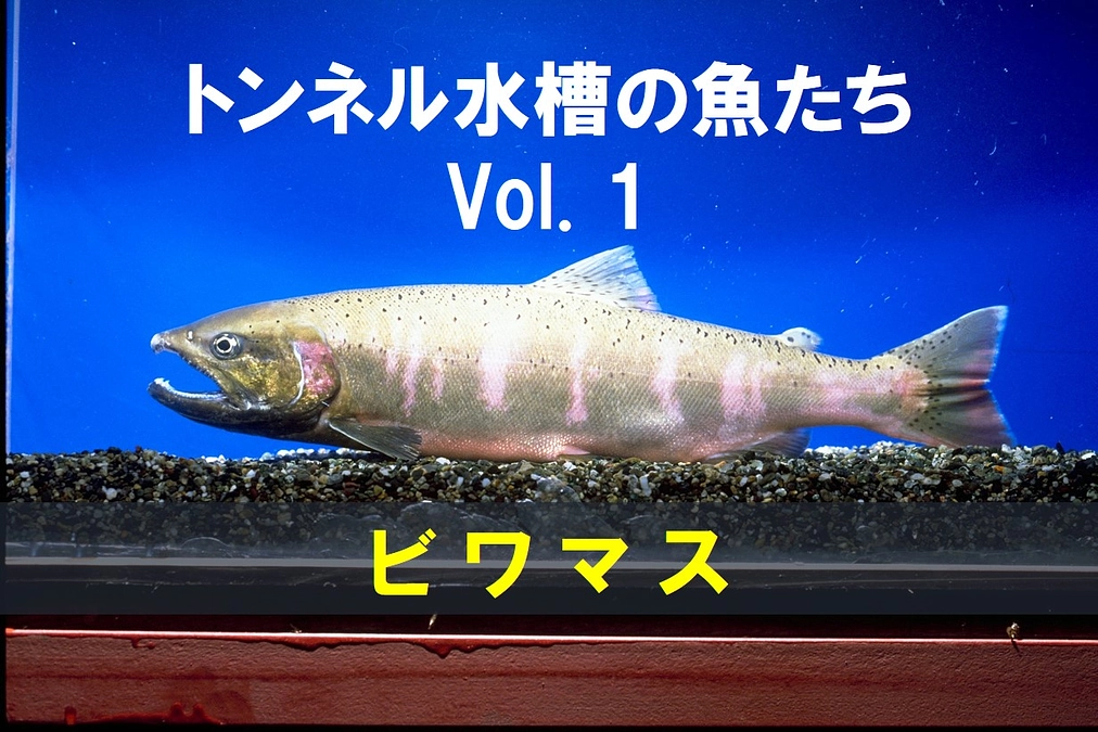 🐟ビワマス～トンネル水槽の魚たち①～🐟