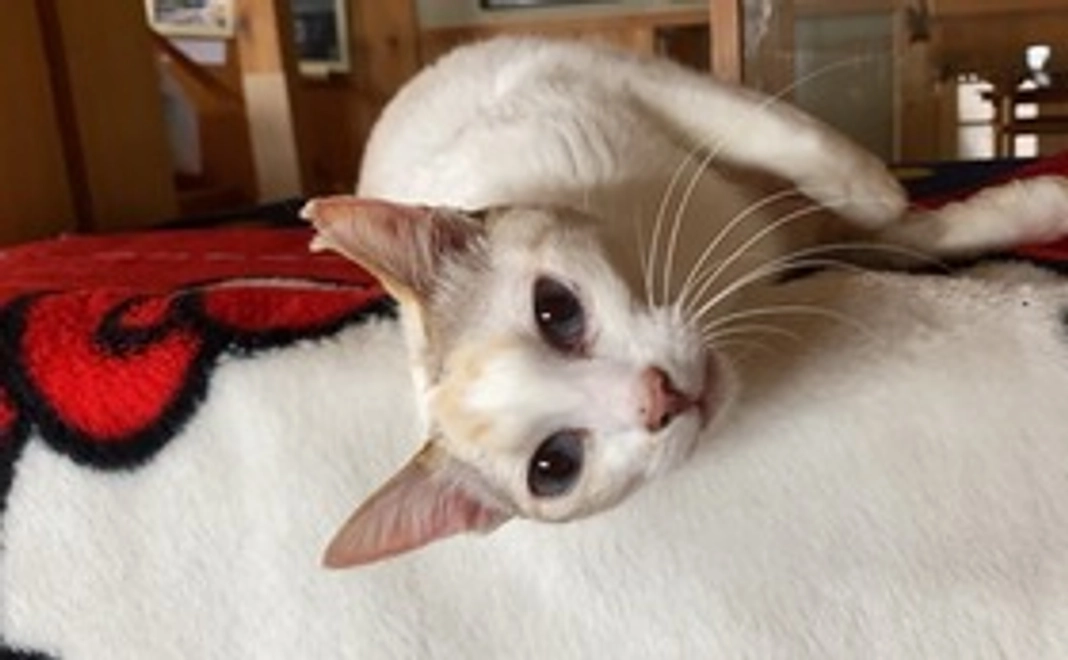 【お気持ち応援コース】