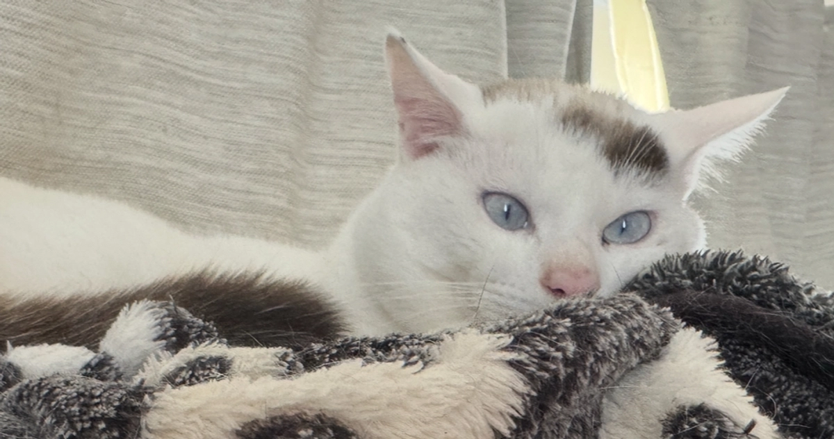 シンバ、やっぱり小柄くん！