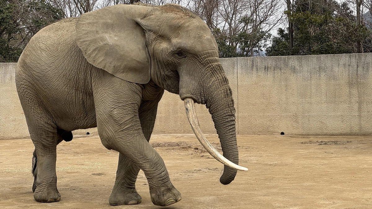 お礼のバックヤードガイドツアー、1回目を開催しました。