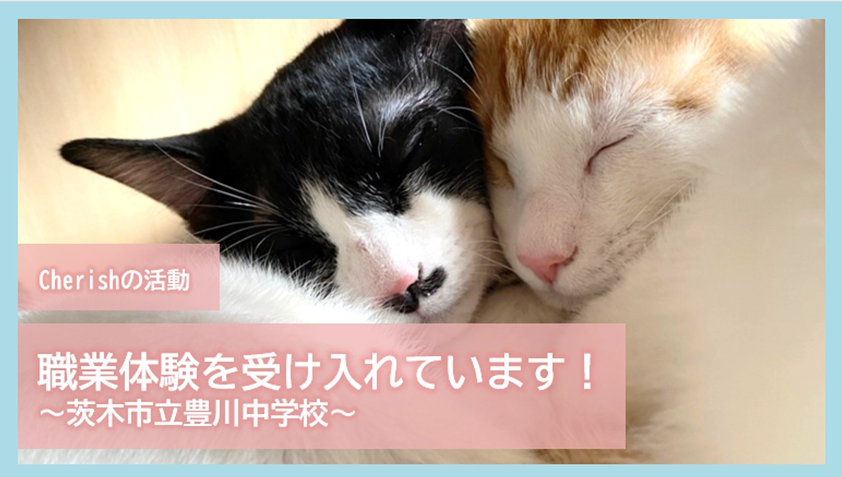 Cherishの活動｜職業体験を受け入れています！～茨木市立豊川中学校～