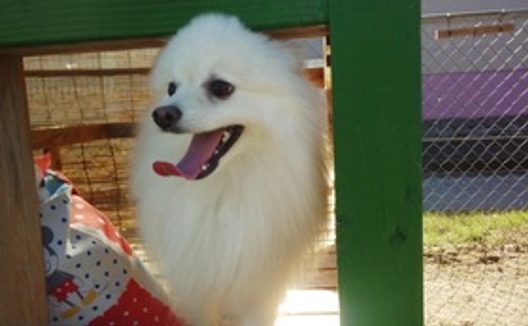 のあ応援コース2