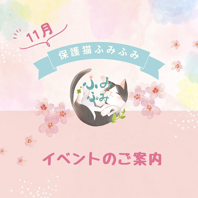 今週末土日は島忠＆パナソニックの保護猫の譲渡会！！