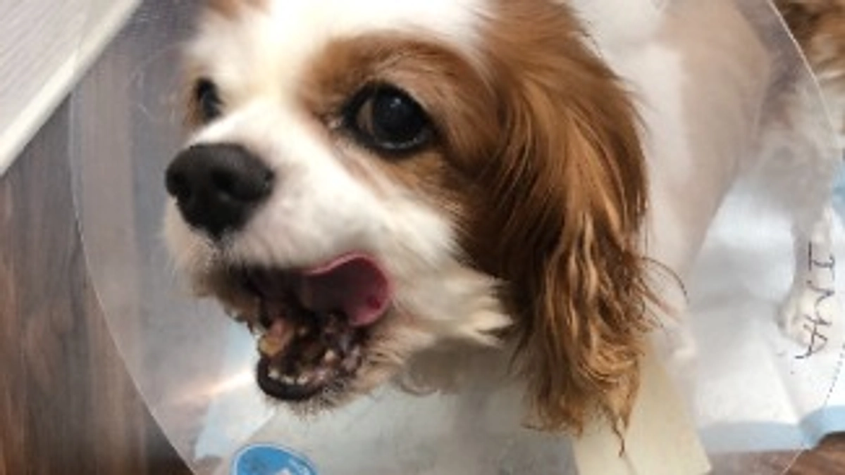 術後12日目、ヤンチャすぎる虎太郎