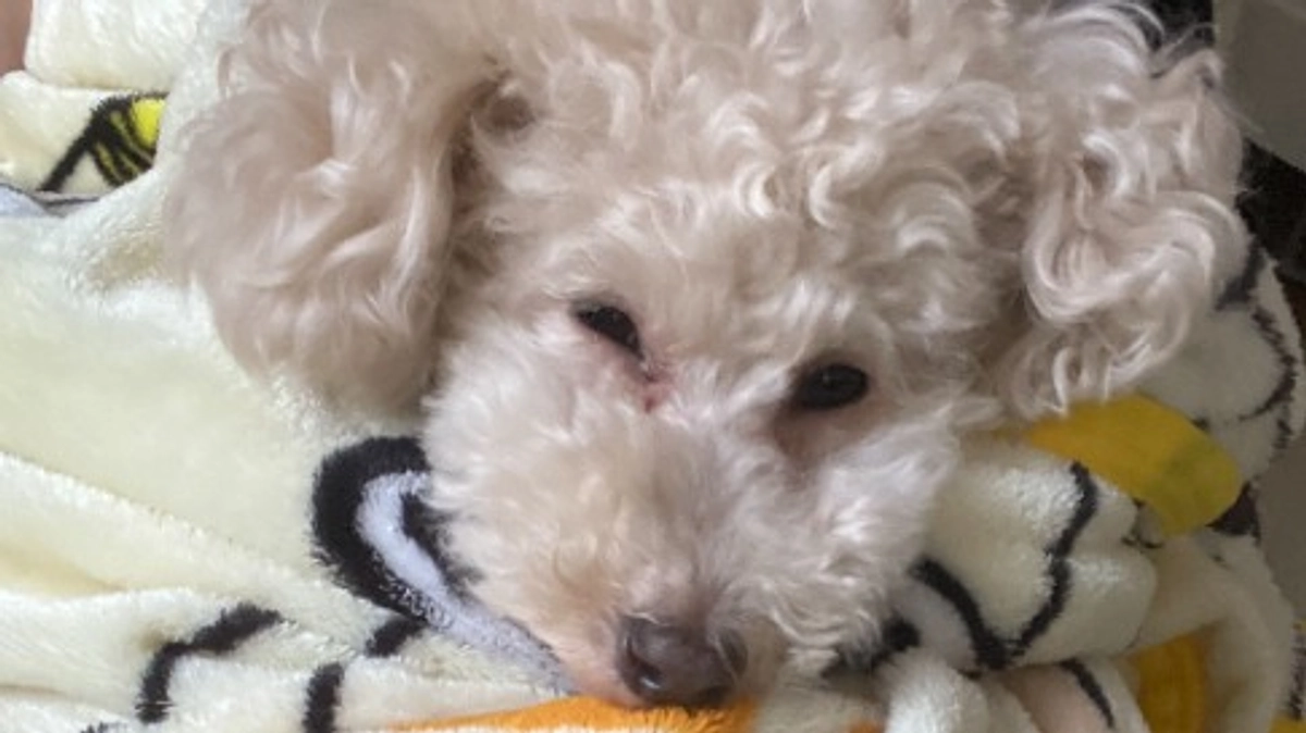 【残り7日】ラフを襲った急性腎不全