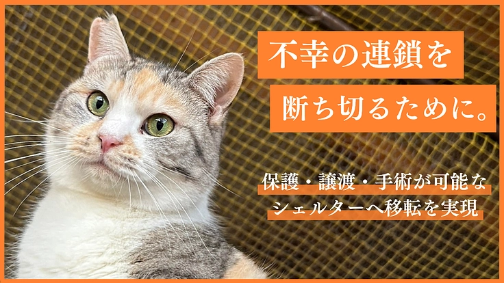 野良猫がいない未来へ｜一斉TNR会場を併設した新シェルターの開設へ