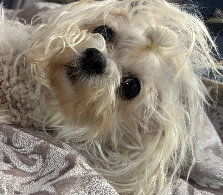 終了まで残り50日🚨ご支援への御礼