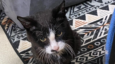 元野良シニア猫に最後の幸せを のトップ画像