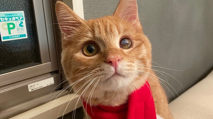 難病FIPと診断されたむぎちゃんを救いたい