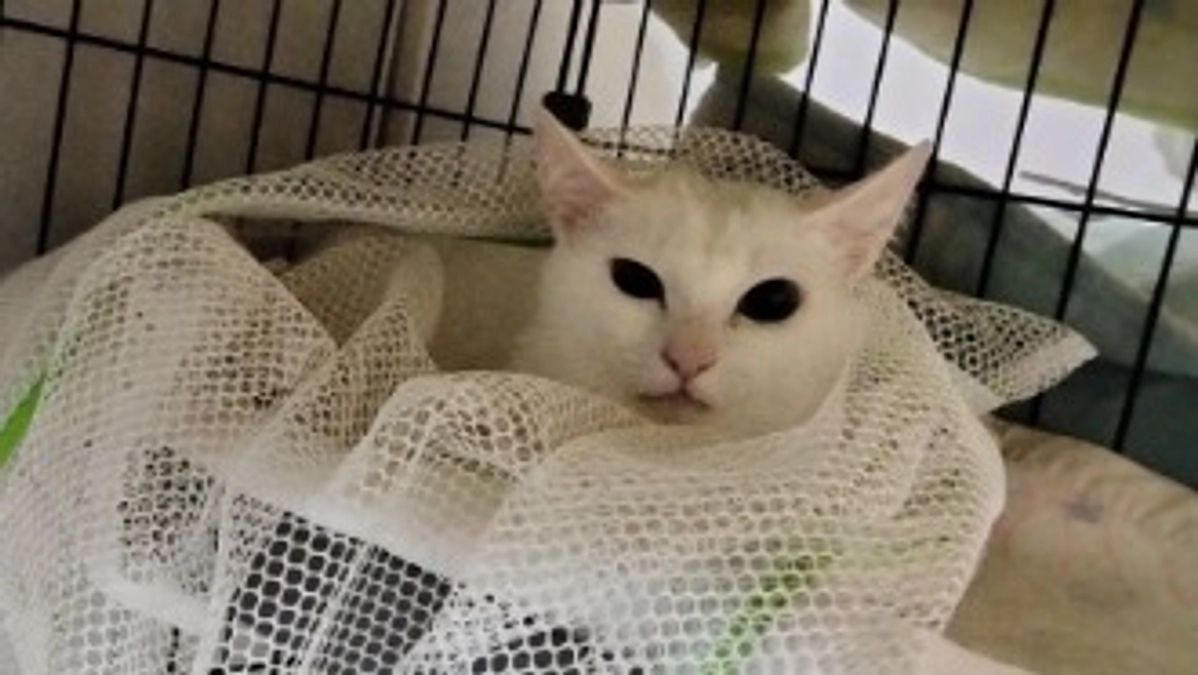 白猫ママの、最後の子