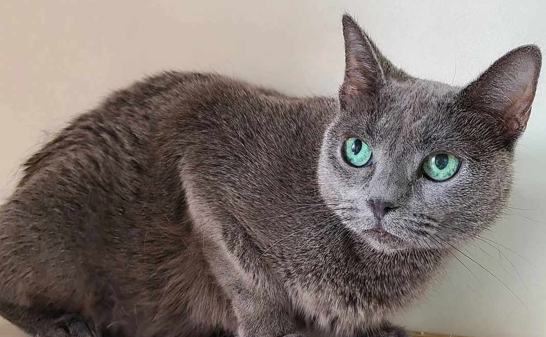 【3,000円】全力応援コース