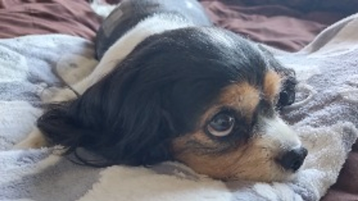 日々変わるハニーの体調 10月17日かかりつけ受診