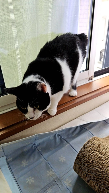 白血病カモメトライアル