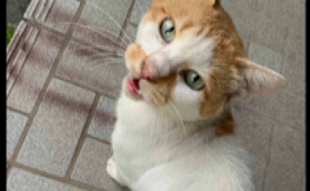 ボボちゃんの余生をもっと穏やかに