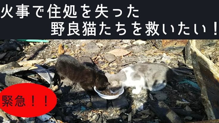 火事で行き場を失った猫たちを救いたい！