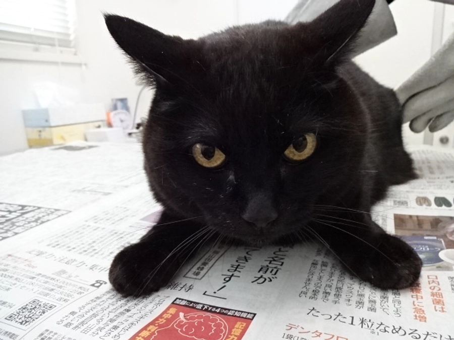 クロエの病状経過報告です。※15日追記あり