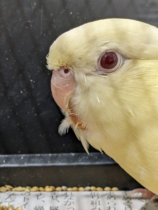 腫瘍のあるさざなみインコ