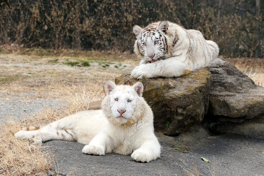 2月26日(月)残り3日！ 進捗報告・返礼品紹介～ホワイトタイガー関連の返礼品まとめ～