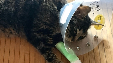 猫伝染性腹膜炎（FIP）ネエちゃんの治療費をご支援お願いします のトップ画像