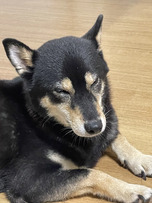 本日は犬猫部屋を一部大掃除！