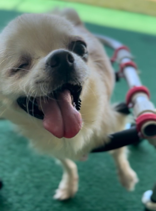 【本日最終日】必ずくる【いつか】その時までそばに居たい。