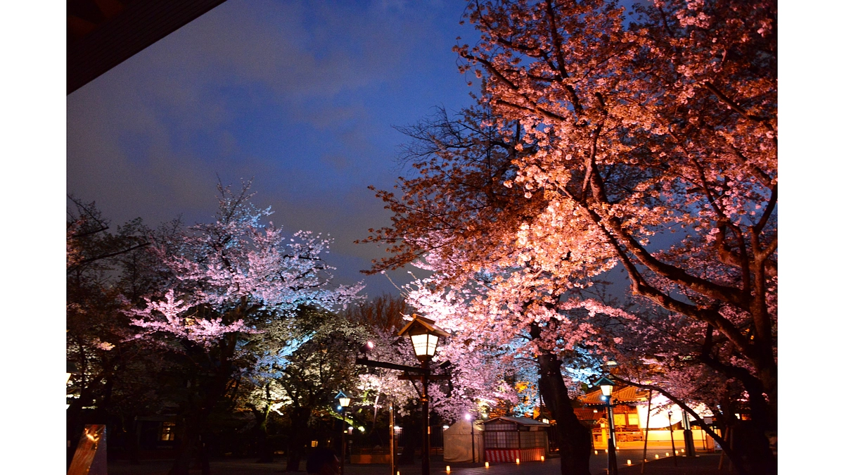 【特別体験コース】夜桜観覧の当日の流れをご紹介します