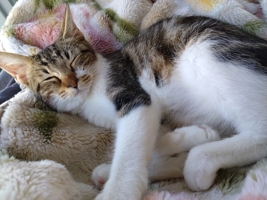 代理支援のお知らせ