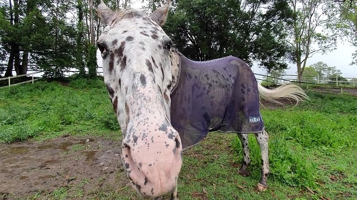 人間の都合で振り回したくない。愛馬の暮らしを一緒に守ってください