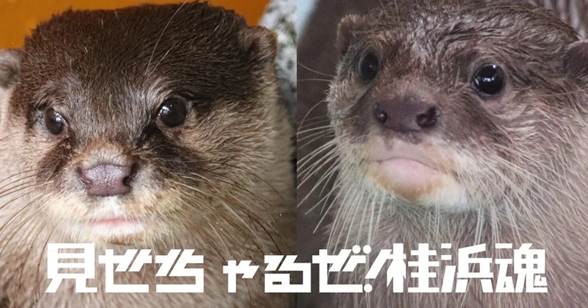 先日、コツメカワウソの「望」と「鳩三朗」のお引越しが無事完了しました！