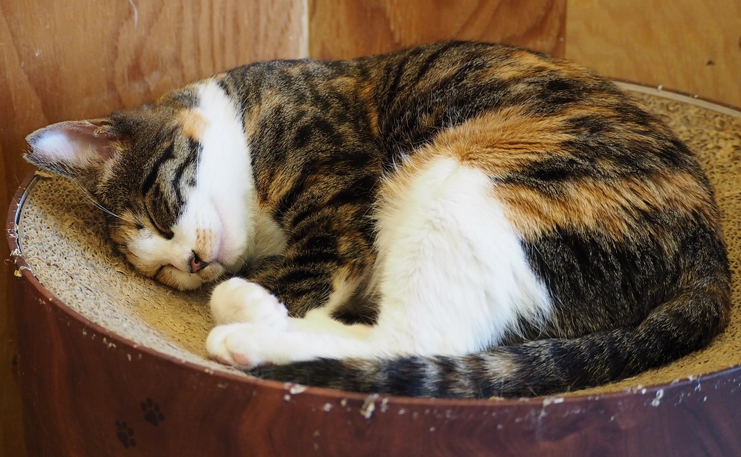 感謝のメール　１万円コース