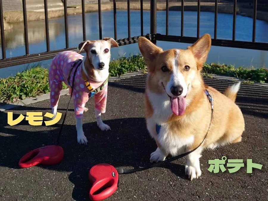 慣れると色んな所をスタスタぶつかっては歩いてます