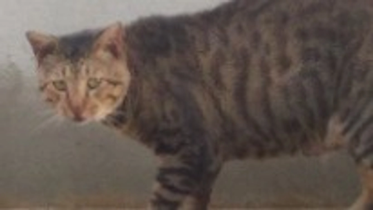 終了日までカウントダウン後13日