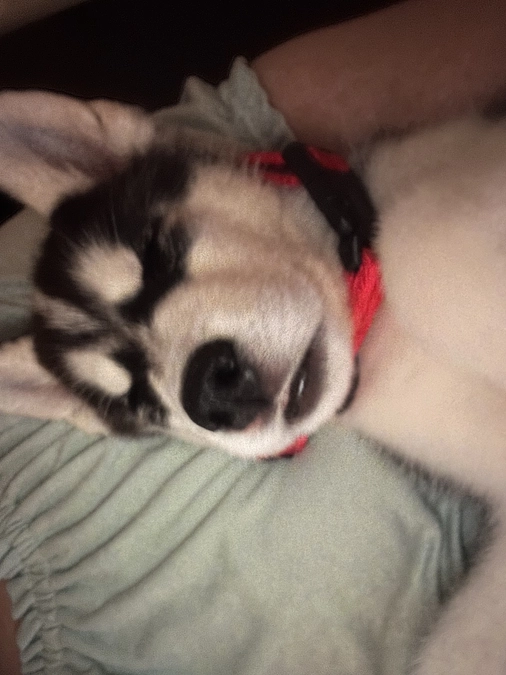 今日は食欲がなくて…