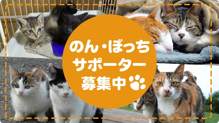 のん・ぼっち継続サポーター募集中！地域猫の保護活動にご支援を