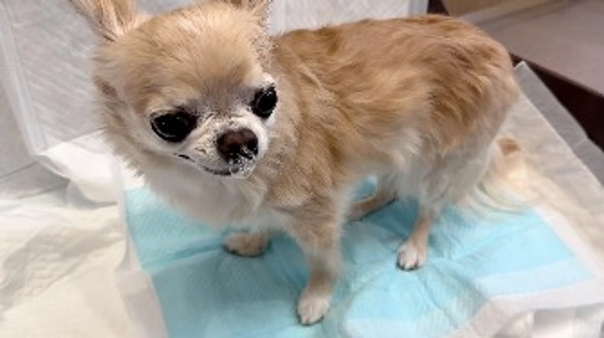 残り17日…諦めたくないです