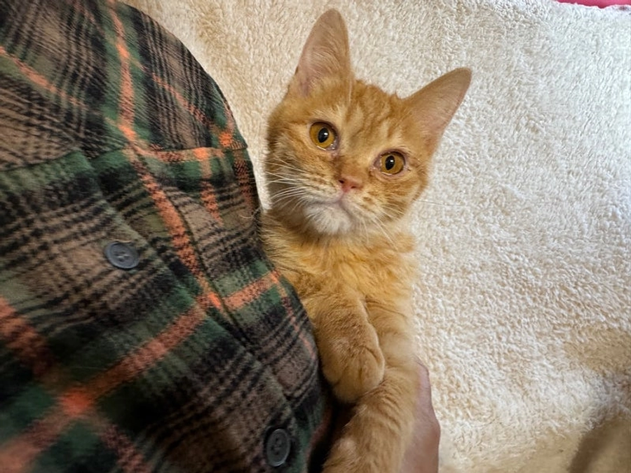 能登半島から保護したFIPの猫達