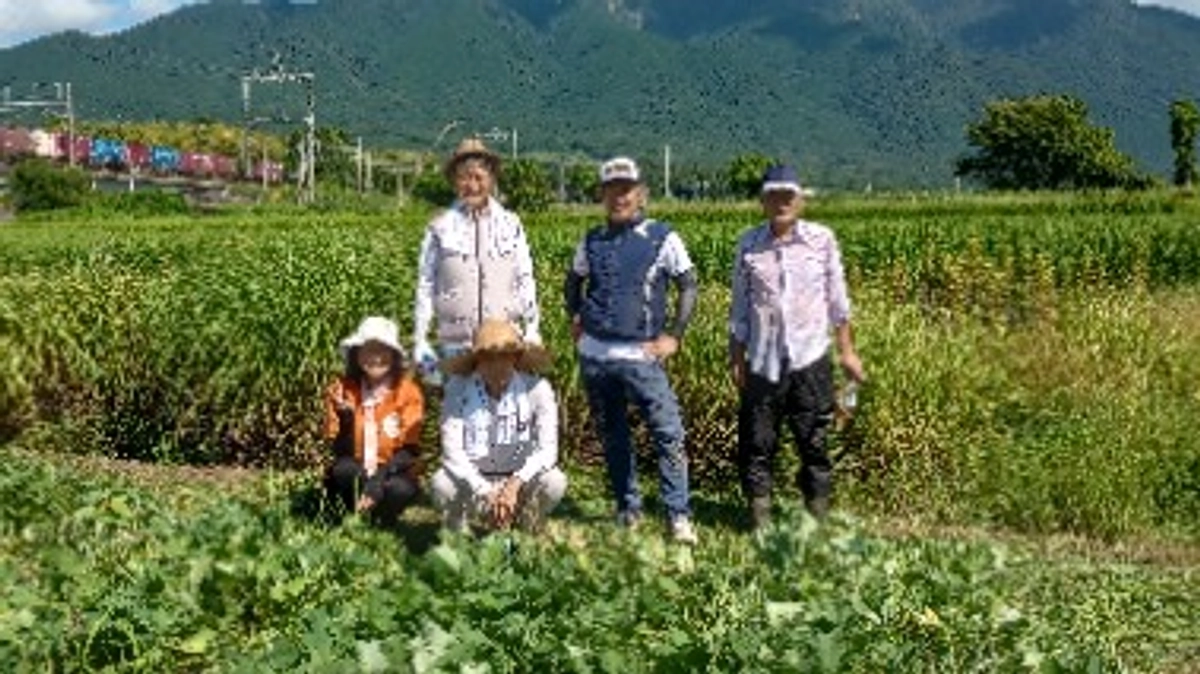 さつまいも育っています！