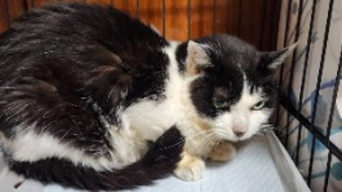 今日のマリアちゃん🐱