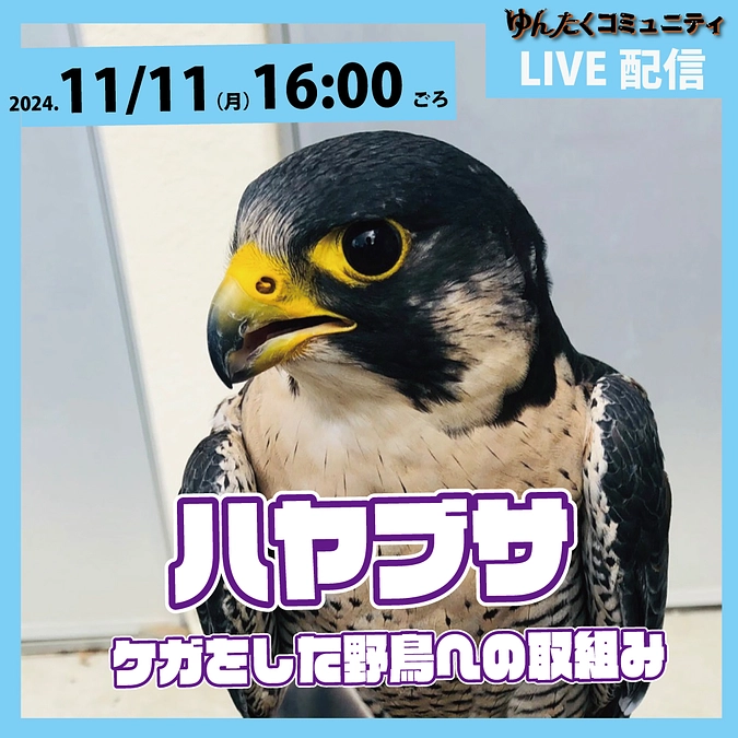 ゆんたくコミュニティ限定ライブ配信「ハヤブサーケガをした野鳥への取組み」