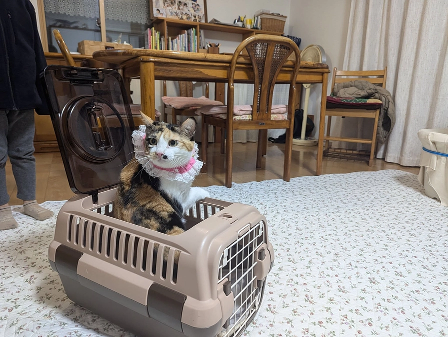 ２月４日は、本鷹とその子のお届けでした♪