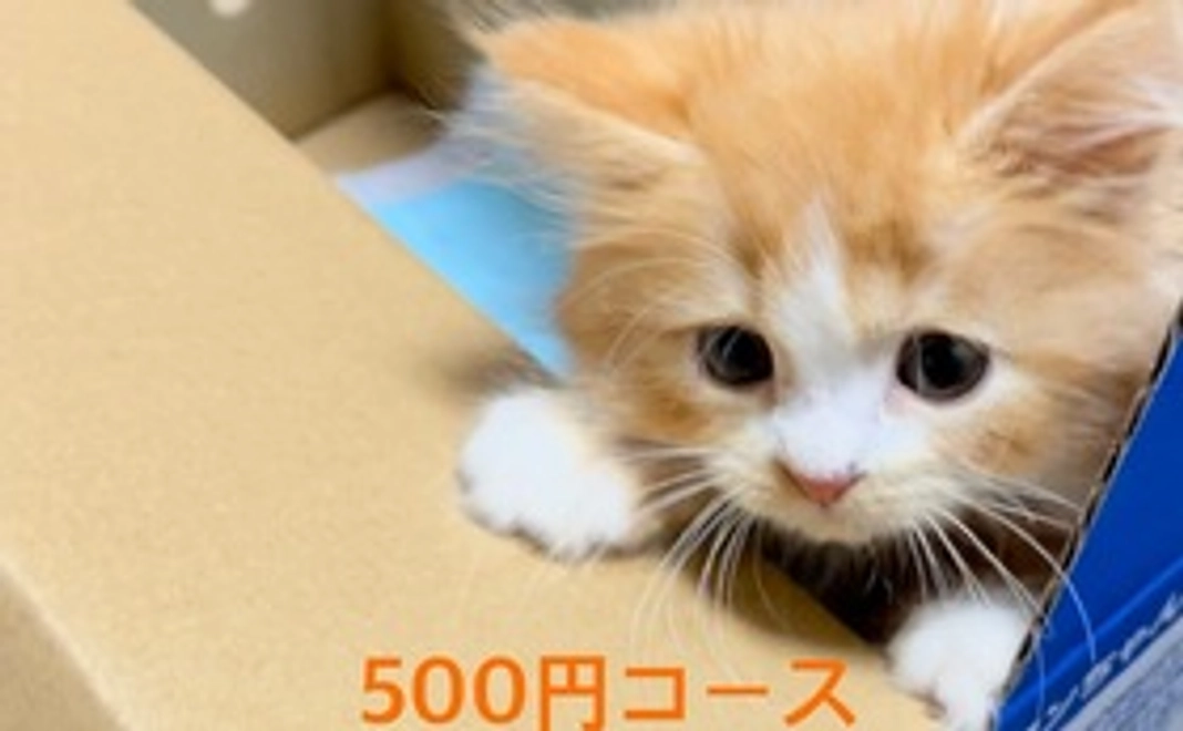 キュル応援500円