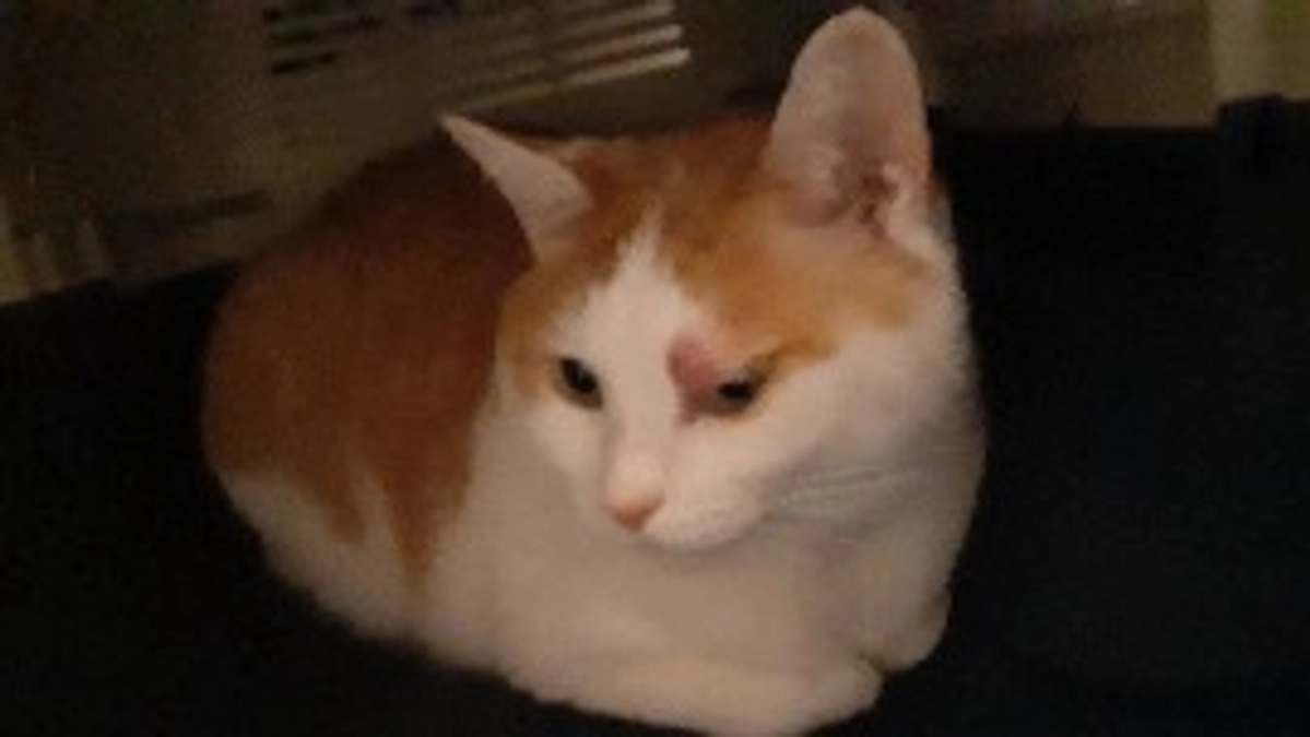 【ちゃたん君】の肥満細胞腫について