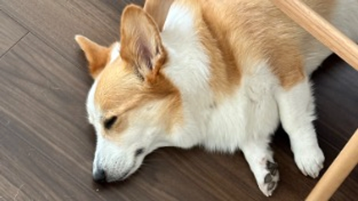 (English) How to Support (海外からのご支援方法について)