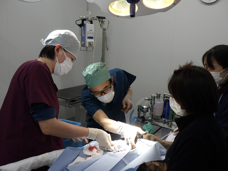 交通事故で大腿骨を骨折したオジロワシが輸血で元気に