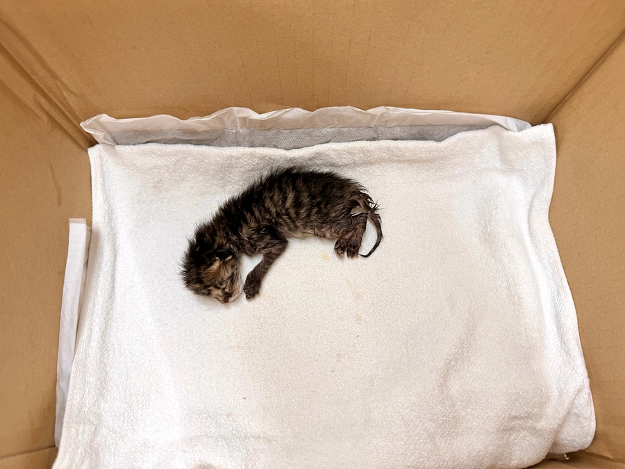 届出と乳飲み子緊急引出し