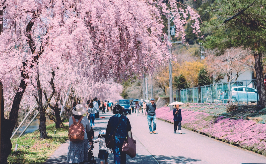 しだれ桜の記念植樹権利～千本桜の夢を叶えよう！