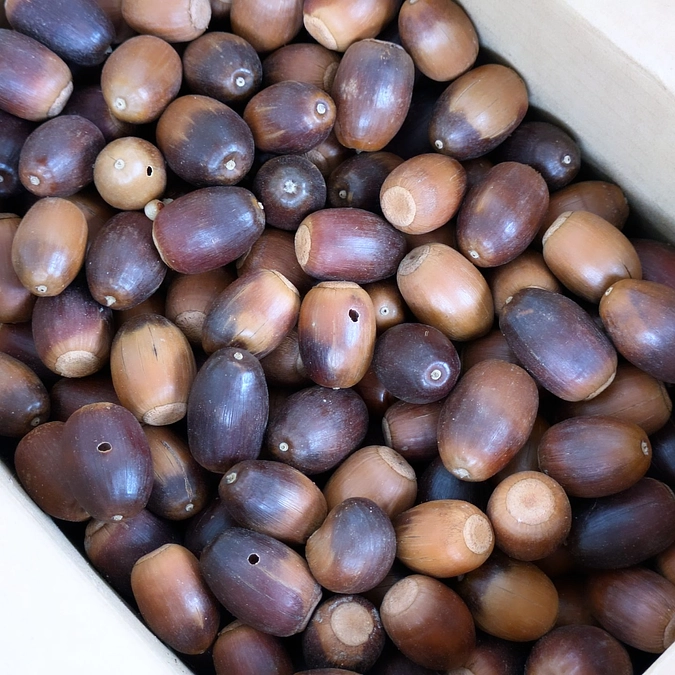 10月くま活動とHP閉鎖中ご連絡