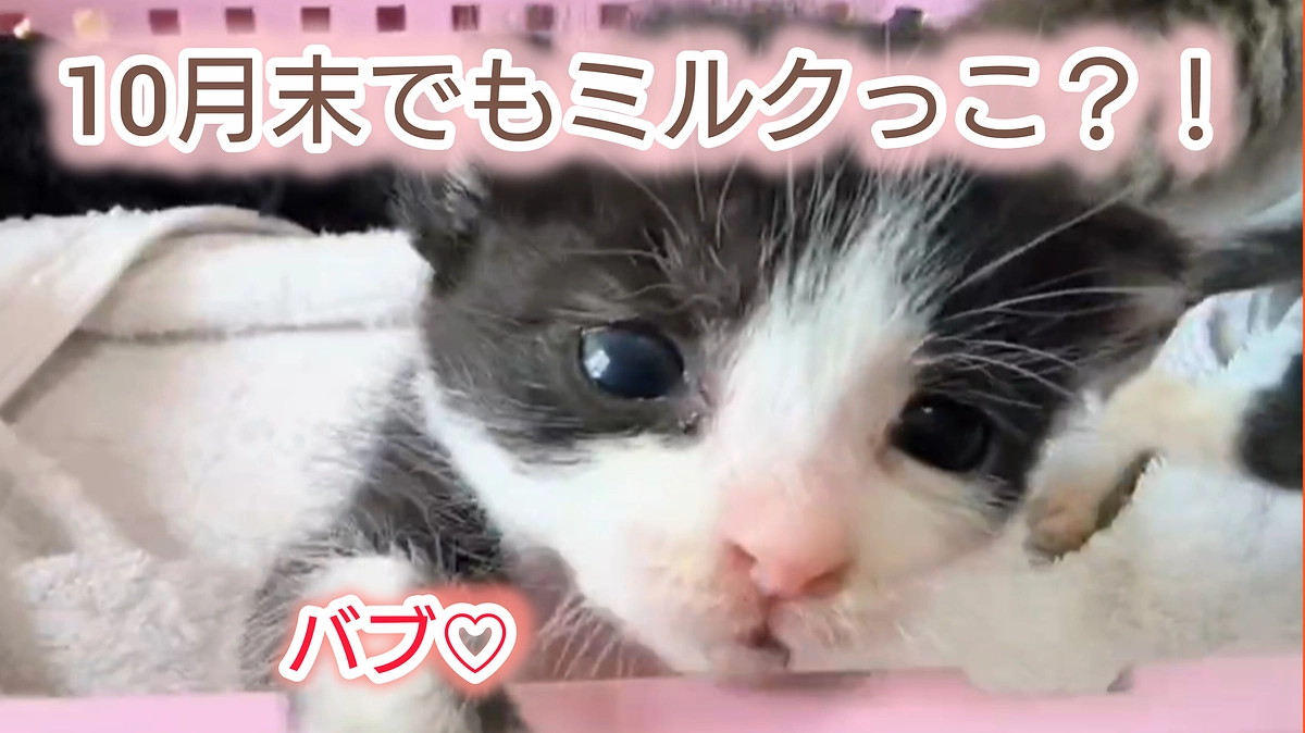 10月末でもミルクっこはやってくるのが沖縄です